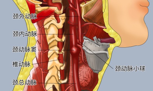慢性肾功能衰竭病人的护理查房课件-慢性肾功能衰竭病人的护理查房网慢性肾功能衰竭病人的护理查房内容知识网站,分享慢性肾衰竭护理常规大全